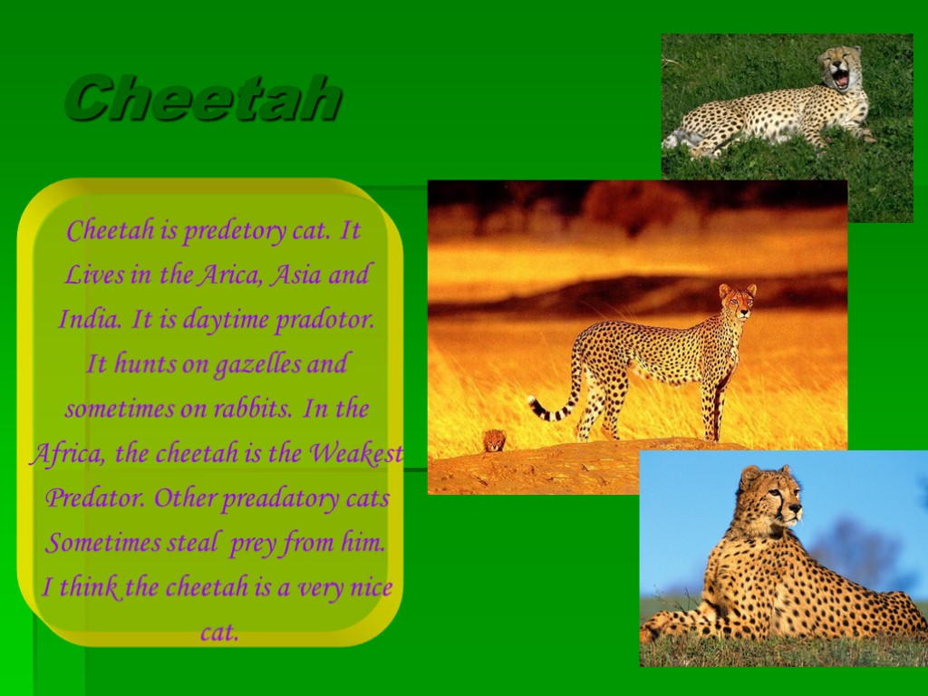 Cheetah